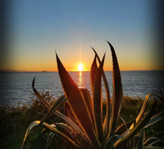 Agaves stories: the gift of the Gods