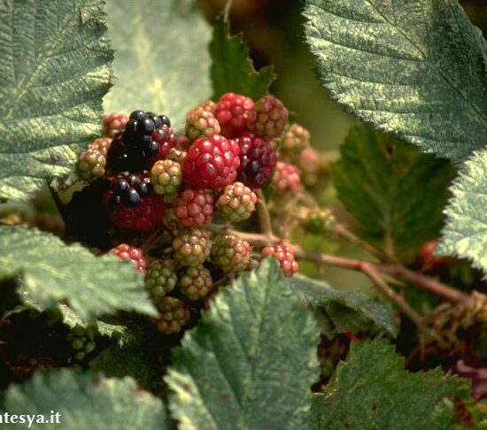 Stories of fruits
